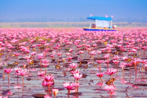 Nong Han KumphawapiElke winter transformeert dit meer in het noordoosten van Thailand tot een zee van bloeiende roze waterlelies Over het ontstaan ervan doen verschillende verhalen de ronde Het bekendst is dat van prinses Nang Ai en haar rivaliserende aanbidders Haar vader de koning besloot een toernooi te organiseren om te beslissen wie met haar zou mogen trouwen Magische transformaties moord wraak en mythische slangen veroorzaakten uiteindelijk een overstroming waardoor dit bijzondere meer ontstond
