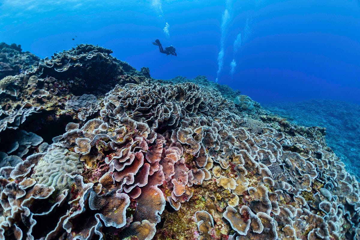 Bij Okinawa tref je gezonde koraalriffen bontgekleurde rifvissen en een overvloed aan zeeschildpadden