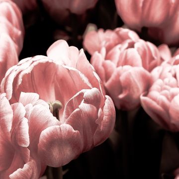 Pink, Flower, Petal, Tulip, Plant, Spring, Close-up, Organism, Flowering plant, Lily family, 
