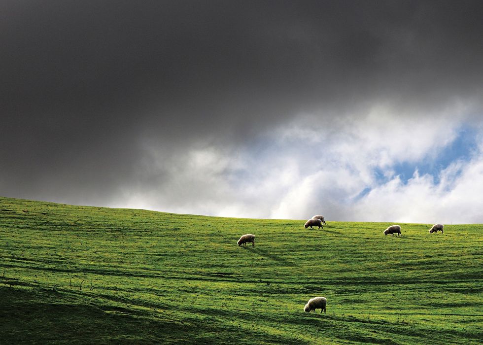 Special effects temmen het Noordereiland met vredig grazende schapen
