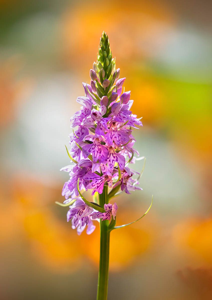 Nigel Burkitt - Common Spotted Orchid - IGPOTY