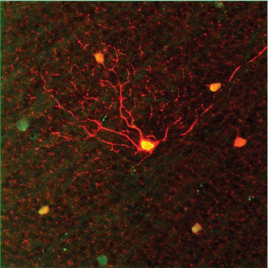 Deze zintuigcel in het netvlies van een muis  hier onder de microscoop  krijgt een bredere functie zodat hij zelfs bij zwak licht beweging kan registreren