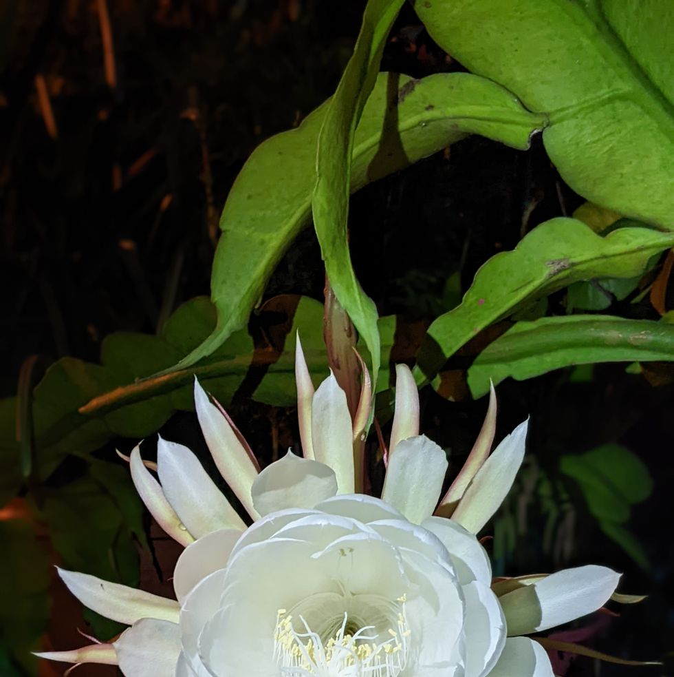 flor de cactus de noche