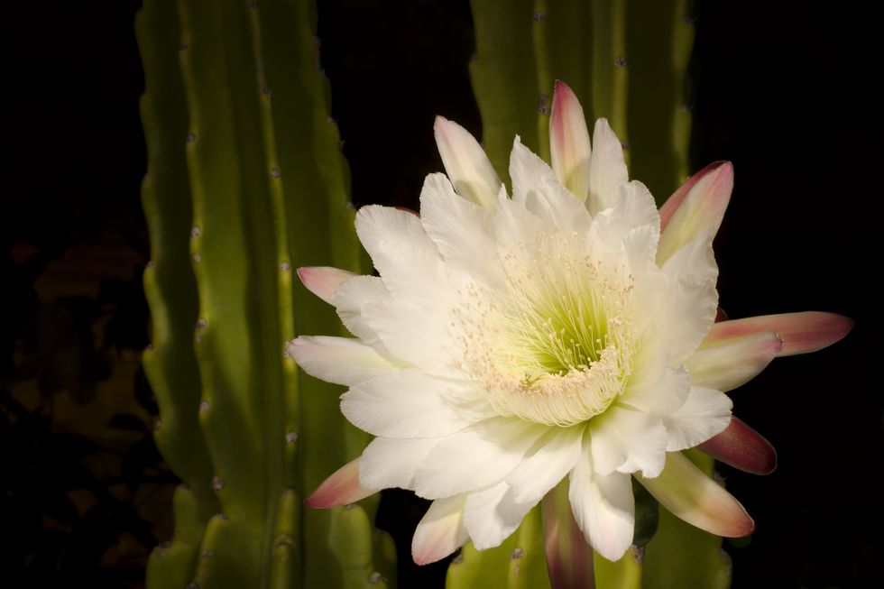 night blooming cactus called queen of the night with orchid like blooms