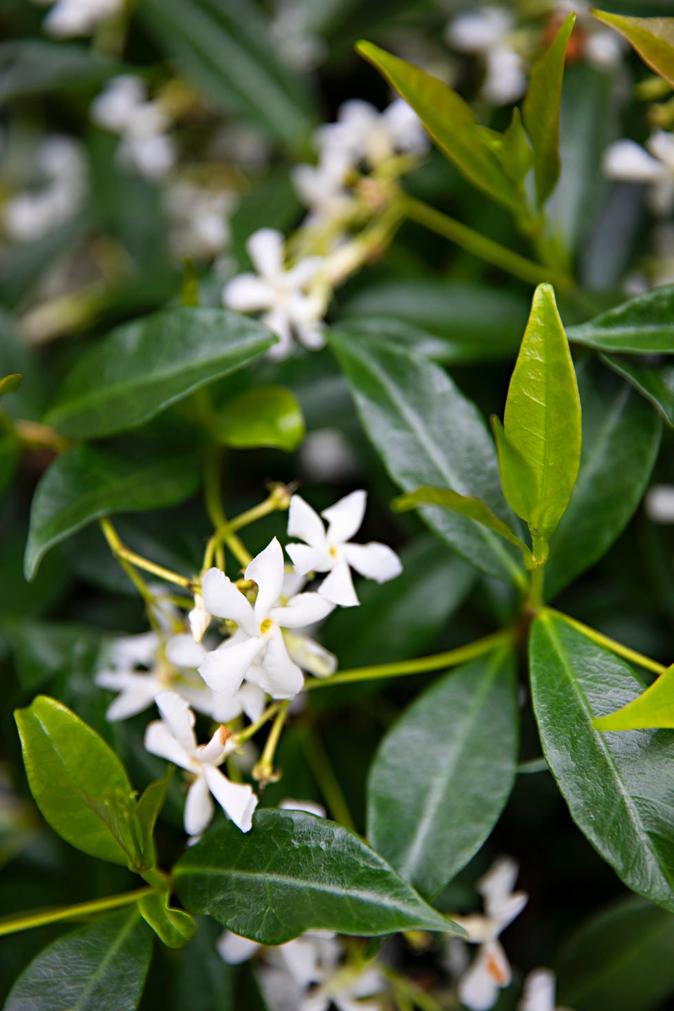 night blooming jasmine
