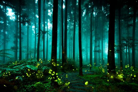 Vuurvliegjes toveren de bosgrond om in een surrealistische lichtshow