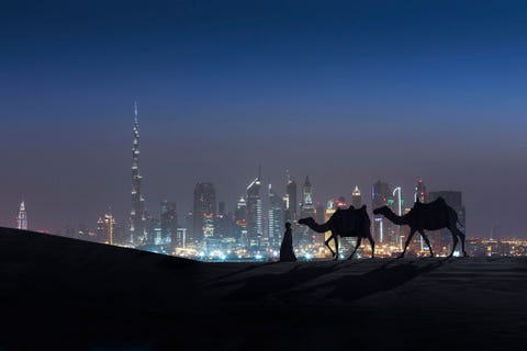 Twee kamelen en hun hoeder lopen voor de uitbundig verlichte skyline van Dubai