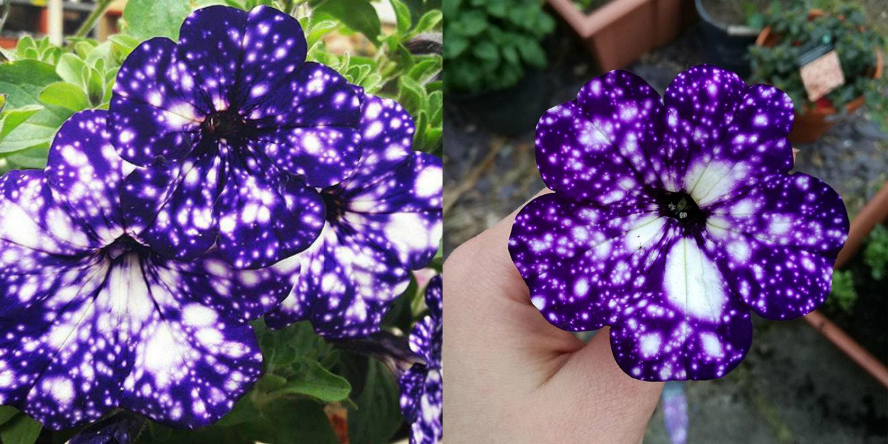 Purple Night Sky Galaxy Flowers Need to Be Planted in Your Yard