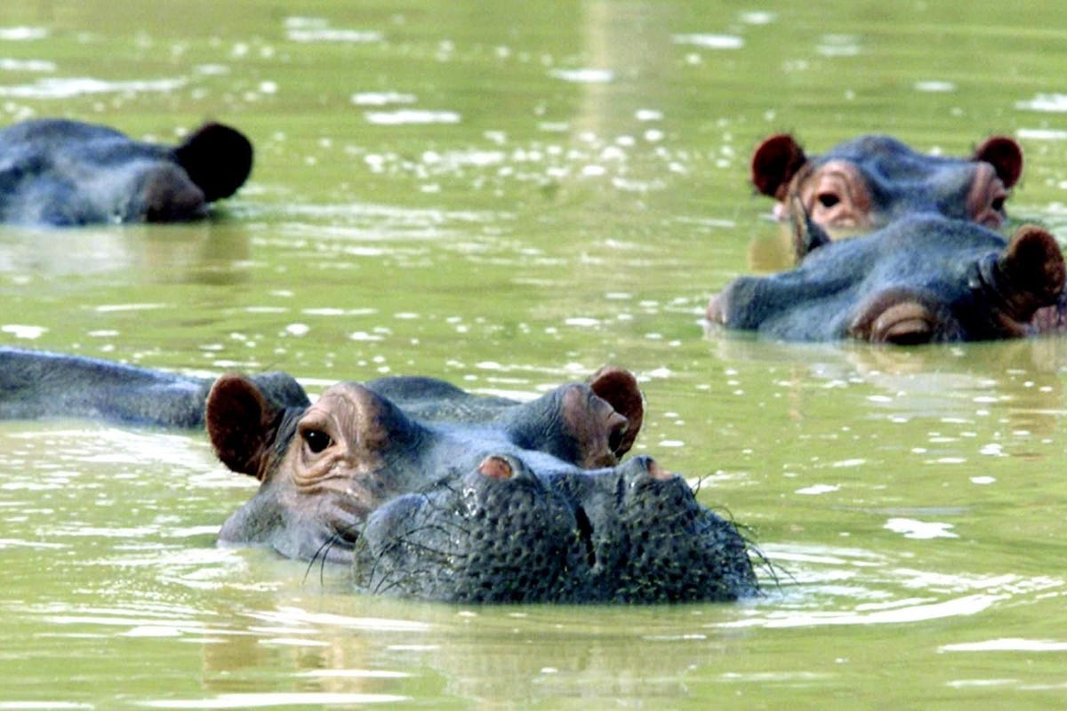 This is an image