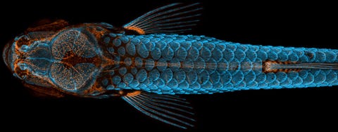 Dit dorsale aanzicht van een levende jonge zebravis won dit jaar de eerste prijs in de Small World Photomicrography Competition van Nikon Om dit buitenaardse effect te bereiken bracht onderzoeker Daniel Castranova van het National Institutes of Health bijgestaan door collega Bakary Samasa fluorescerende eiwitten aan in de lymfevaten oranje en schubben blauw van de vis Daarna monteerde hij meer dan 350 afzonderlijke frames aan elkaar