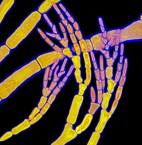 Als skeletachtige vingers strekken de ranken van roodalgen zich uit alsof ze iets willen vastpakken Dit is mooi vastgelegd door Tagide deCarvalho van de Universiteit van Maryland