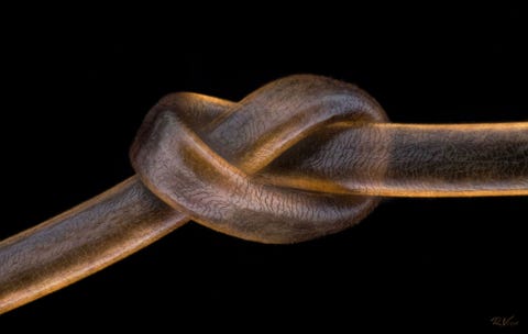 De Australische fotograaf Robert Viethaler stapelde beelden om een mensenhaar met daarin een knoop weer te geven