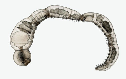 Een ringworm Chaetogaster diaphanus die zich ongeslachtelijk voortplant deelt zich in dit beeld in dochtercellen Het beeld is vastgelegd door de Argentijnse wetenschappers Eduardo Zattara en Alexa Bely