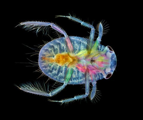 Anne Algar uit het Verenigd Koninkrijk stapelde beelden om deze luminescente collage van een duikerwants in ontwikkeling te maken Dit waterinsect komt over de hele wereld voor