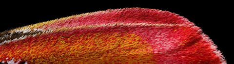 Wat duizenden kleine veren lijken zijn in werkelijkheid zachte schubben Ze bedekken de tere vleugel van een atlasvlinder in deze afbeelding van de Californische fotograaf Chris Perani