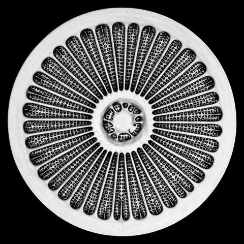 Jan Michels van de Universiteit van Kiel in Duitsland maakte deze afbeelding van de mozaekachtige celwand van silica van een diatomee of kiezelwier een microalg Diatomeen produceren elk jaar meer dan twintig procent van alle zuurstof die op aarde wordt gegenereerd
