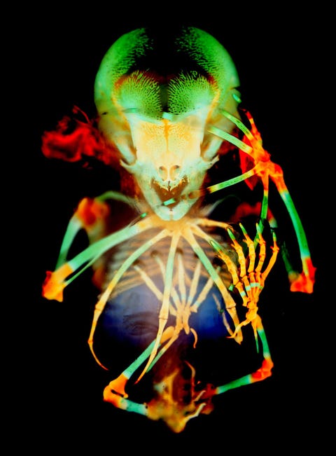 Het macabere technicolorskelet van het embryo van een brilbladneusvleermuis werd vastgelegd door Dorit Hockman en Vanessa ChongMorrison van de Universiteit van Kaapstad