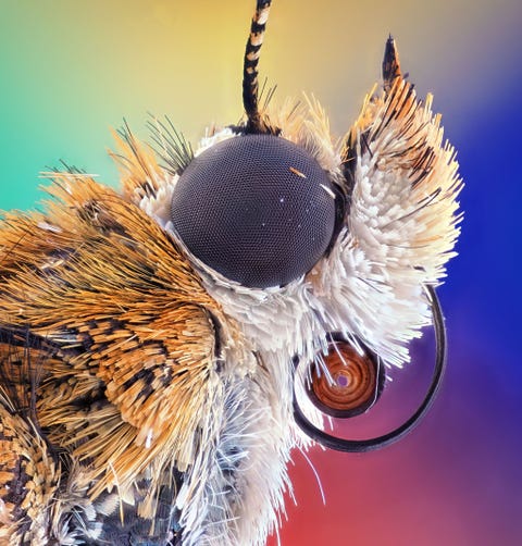 De meeste motten hebben ogen met een nanostructuur die licht absorbeert en reflectie voorkomt Hierdoor blijven ze onder de radar Deze afbeelding is gemaakt door de Indonesische fotograaf Ahmad Fauzan Te zien zijn een van die donkere optische bollen de pluizige kop en roltong van eenAgrotis infusa