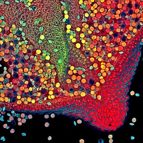 Kleurrijke Klimtiaanse stuifmeelkorrels zitten opeengepakt op de helmknop van een tere hebeplant De foto is gemaakt door Robert Markus en Zsuzsa Markus van de Universiteit van Nottingham