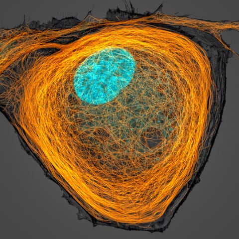Jason Kirk van het Baylor College of Medicine legde een felgekleurde kern cyaan vast die omgeven is door draden van microtubuli oranje in een menselijke cel