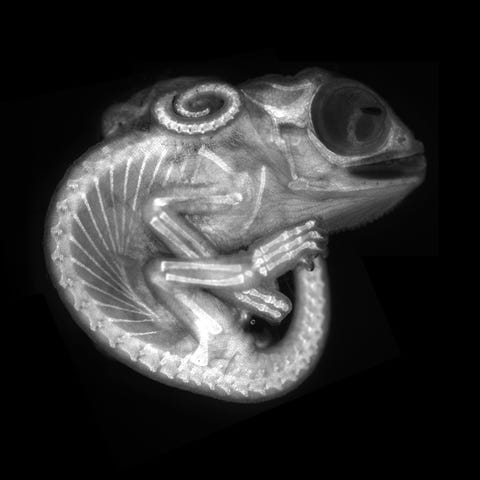 Dit beeld van een autofluorescerend kameleonembryo in zwartwit is afkomstig van Allan CarrilloBaltodano en David Salamanca van de Queen Mary University of London Volledig ontwikkelde kameleons kunnen van kleur en patroon verschieten dankzij de reflecterende kristallen in hun huidcellen