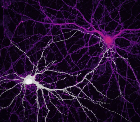 De hippocampus van het menselijk brein speelt een belangrijke rol bij geheugenvorming en leren Op deze afbeelding van Jason Kirk en Quynh Nguyen van het Baylor College of Medicine zijn twee aangrenzende hippocampale neuronen te zien die met synapsen met elkaar zijn verbonden en klaar zijn om iets te onthouden