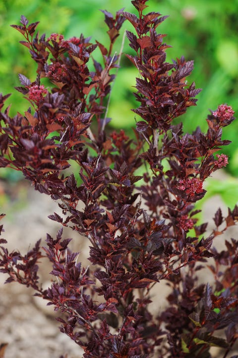 15 Best Small Shrubs for Gardens - Evergreen and Flowering Shrubs