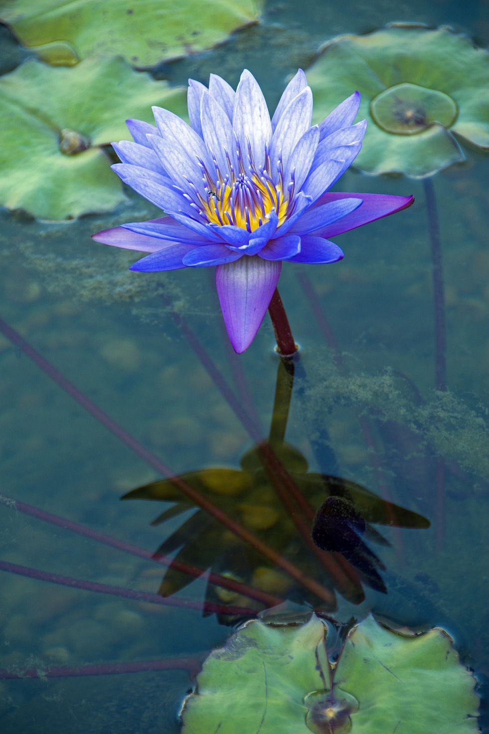 ninféia azul water lily