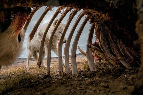 Wolven bij de overblijfselen van een muskusos Voor deze foto zette fotograaf Ronan Donovan een cameraval in het karkas Een maand lang keerden de wolven terug om ervan te eten
