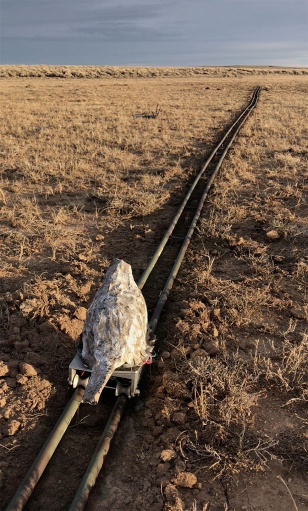 De funkybird train