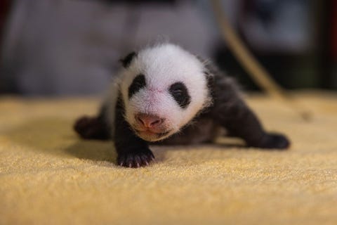 Reuzenpandas worden zonder de herkenbare zwartwitte tekening geboren maar dat maken ze snel goed zoals is te zien aan dit zes weken oude welpje dat op 21 augustus 2020 werd geboren in de National Zoo in Washington DC onderdeel van het Smithsonian Institution Met behulp van een genetische test is vastgesteld dat het welpje dat nog geen naam heeft gekregen een jongetje is