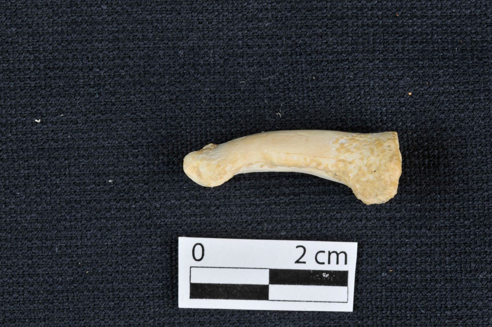 Dit voetbotje dat wordt toegeschreven aan de Homo luzonensis is krommer dan gebruikelijk Dit komt vaker voor bij de voorouders van de moderne mens zoals de Afrikaanse Australopithecus