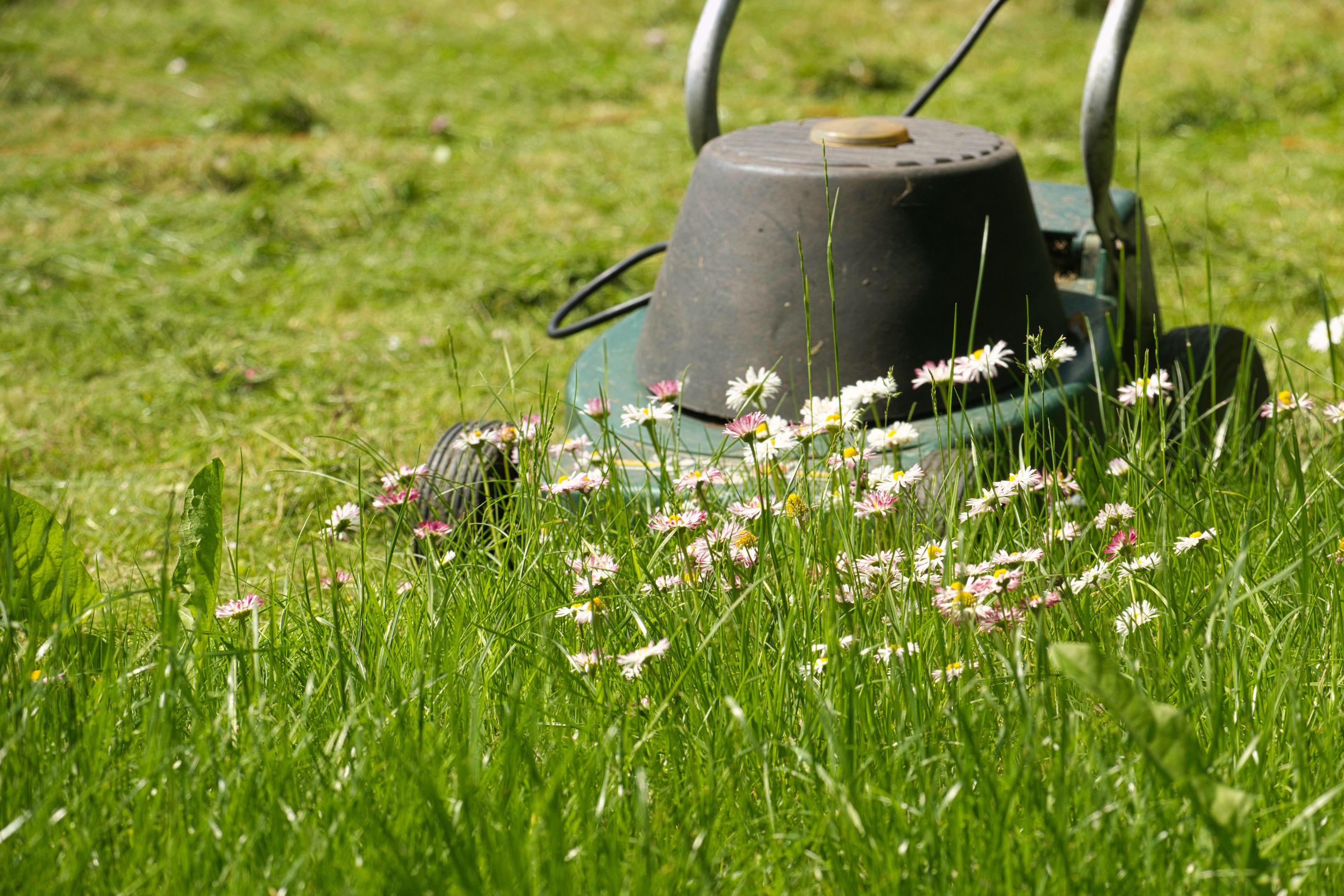 When not to discount mow the lawn