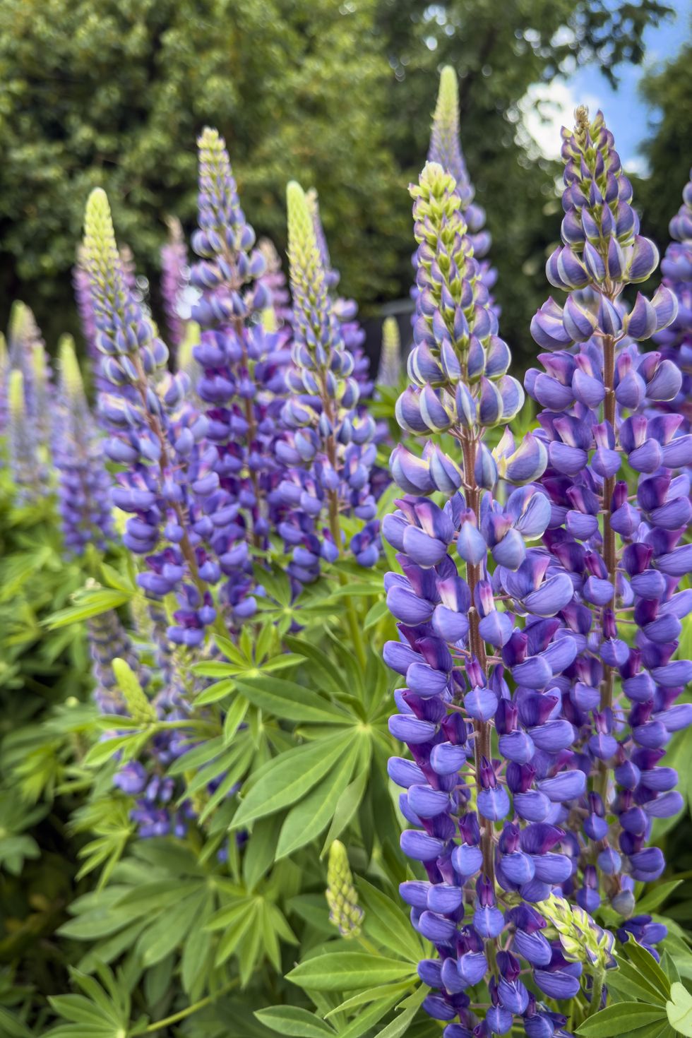 lupines
