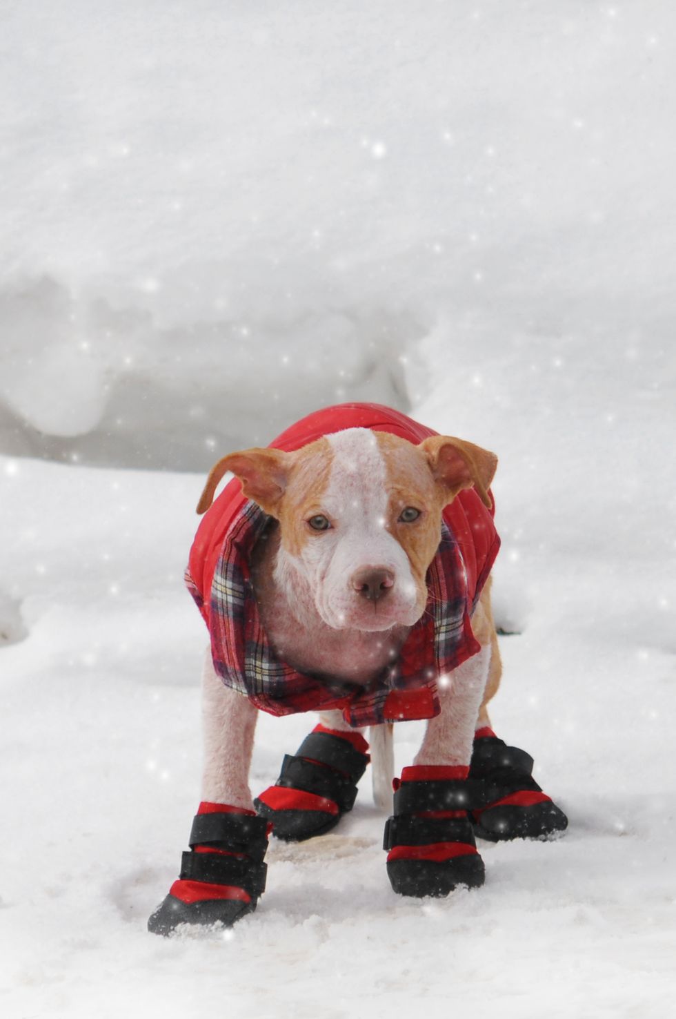 Are Dog Boots Good For Your Pet?