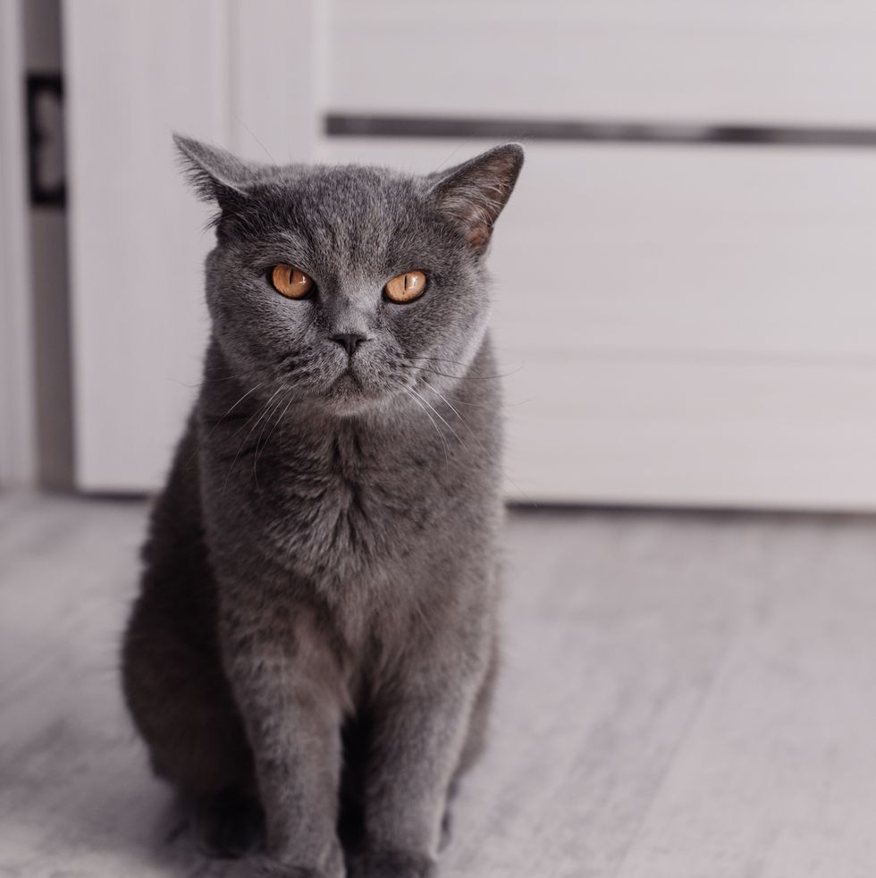 grey cat breeds british shorthair