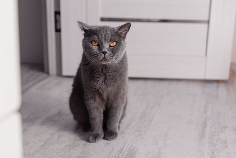 grey cat breeds british shorthair