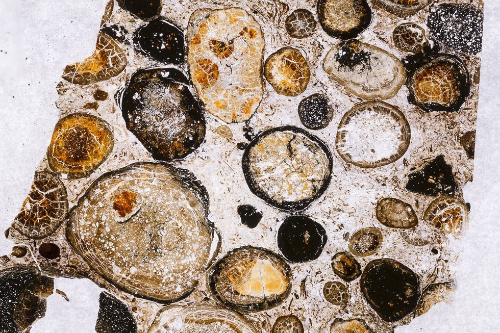 Door sommige resten uit de maag in hars te gieten konden de onderzoekers het materiaal in flinterdunne schijfjes snijden en onder de microscoop analyseren In de preparaten zagen ze duizenden kleine plantenfossielen
