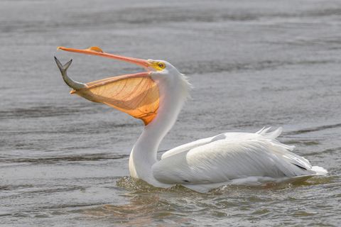 pelican catches a fish