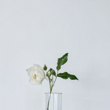 a white rose in a glass vase