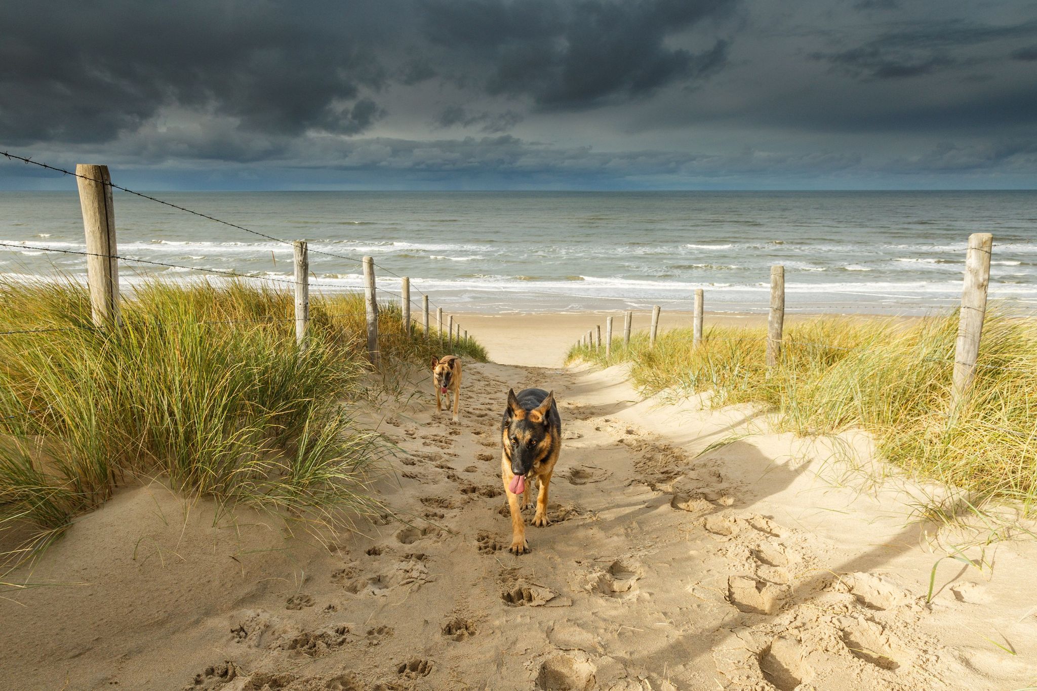 Op een winderige dag lopen honden over het strand van Noordwijk in Nederland