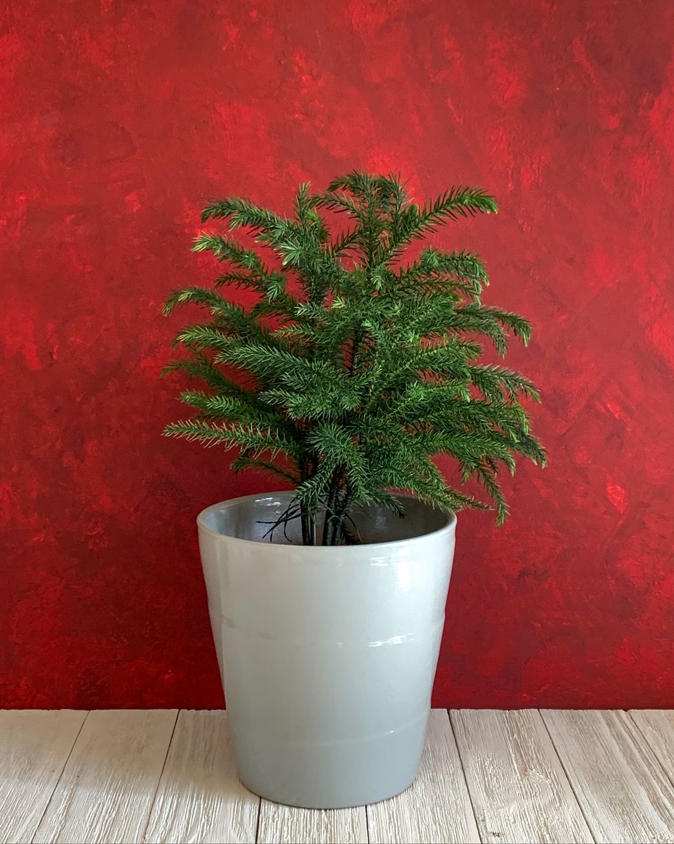 potted houseplant for holiday decorations, white wood floor and red background