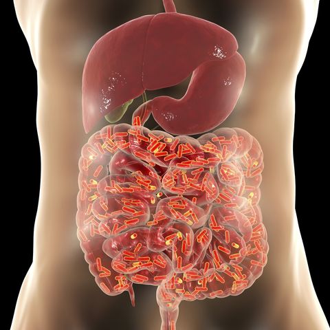 normal flora of human intestine, conceptual illustration