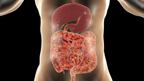 normal flora of human intestine, conceptual illustration