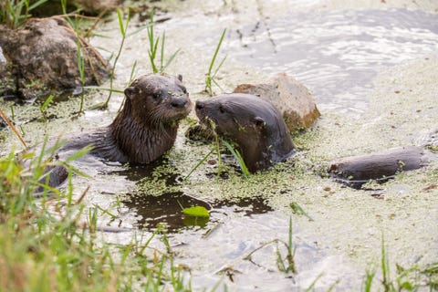 Wild Animals in the US | Animals in National Parks