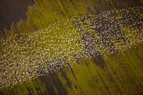 Elk jaar strijken duizenden trekvogels  waaronder ganzen futen eenden en reigers  tussen december en maart in NoordCaliforni neer Todorov nam deze foto vanuit zijn vliegtuigje