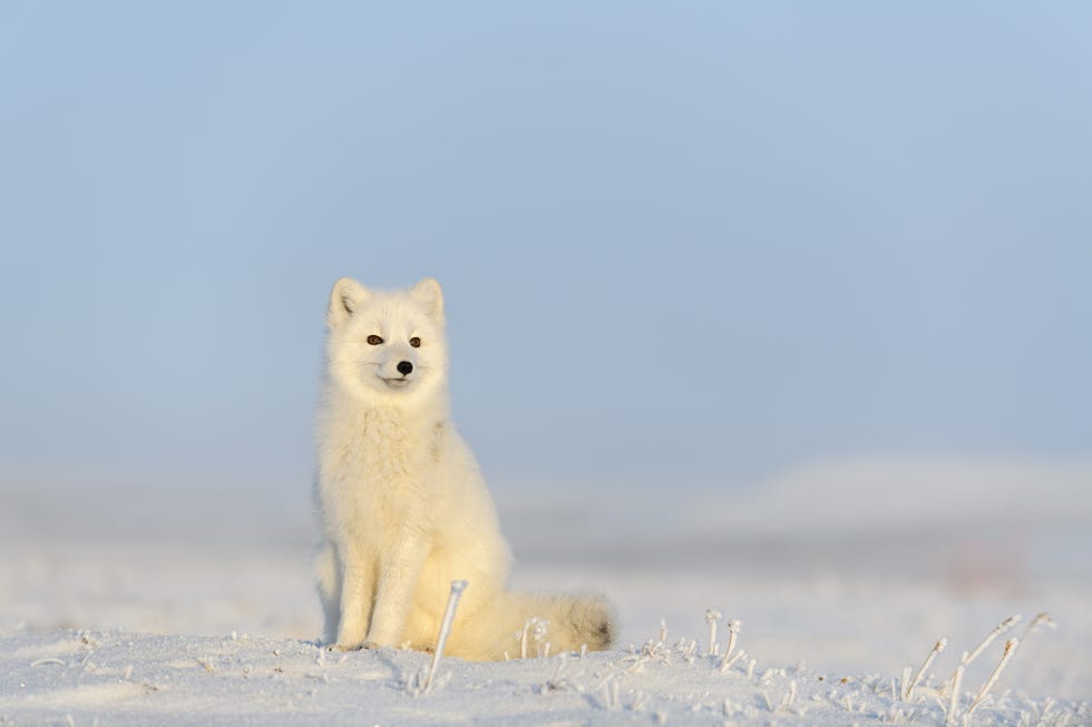 arctic fox vulpes lagopus in wilde tundra arctic fox sitting