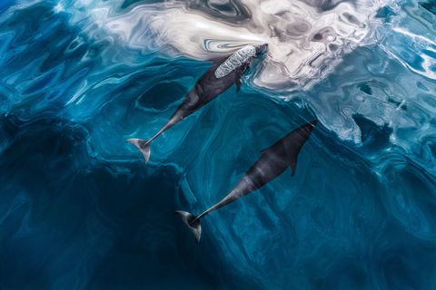 Noordelijke gladde dolfijne zwemmen vlak onder het wateroppervlak voor de kust van British Columbia Canada Echolocatie is een logische strategie in de oceaan want geluiden bewegen zich in water vijfmaal sneller voort dan in lucht