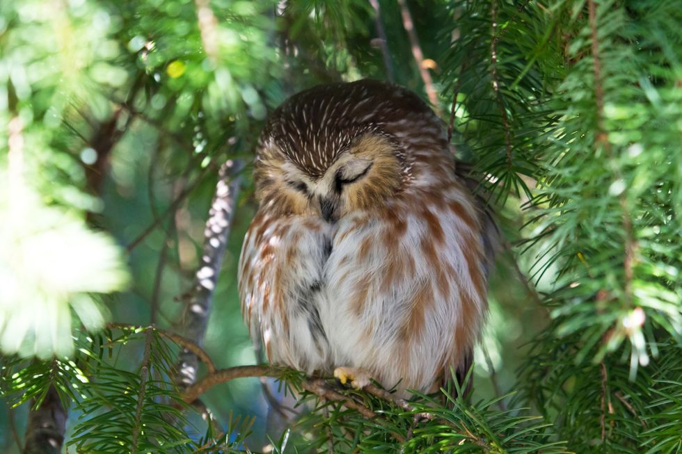 northern saw whet owl sleeping peacefully