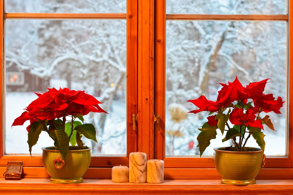 norwegian christmas traditions two poinsettias and candlesticks in the kitchen window view on garden and trees with snow